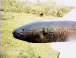 Lepidosiren (South American Lungfish)